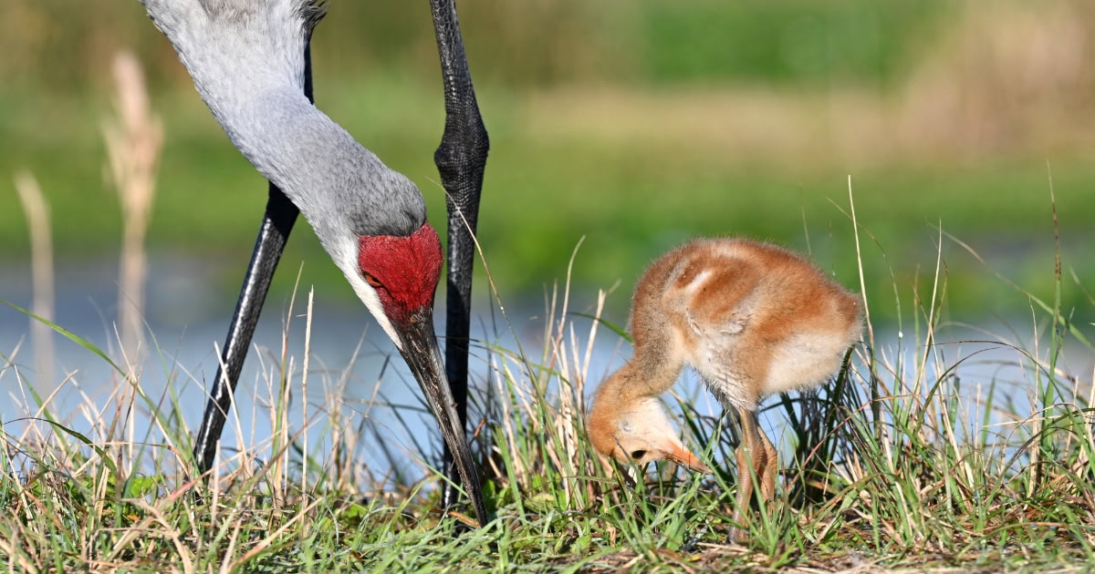 Mother sandhill crane with colt eating bugs